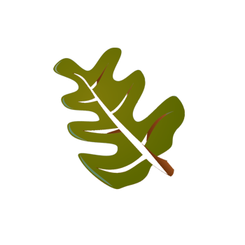 Une feuille de chêne